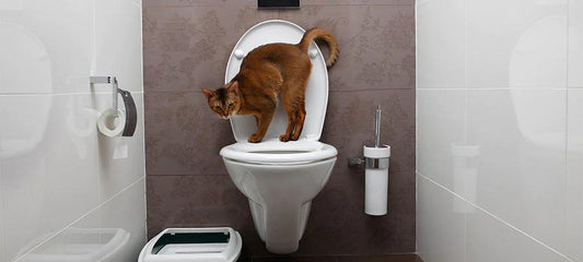 cbd oil for cats peeing