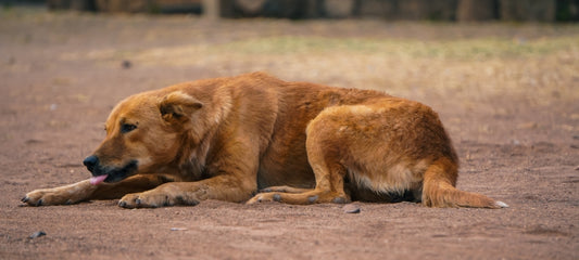 CBD oil for diabetic dogs