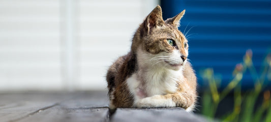 Using CBD Oil for a Dying Cat