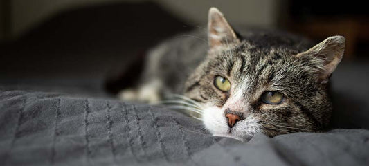 CBD for Cats Joint Pain