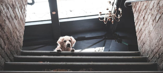 cbd-for-ivdd-in-dogs