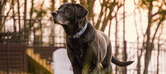 Cheaper Alternative to Galliprant for Dogs