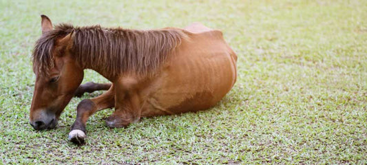 colitis in horses
