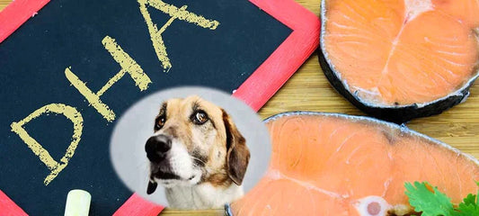 dha-for-dogs-benefits-dosage-where-to-buy