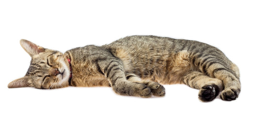 Does CBD Make Cats Sleepy?