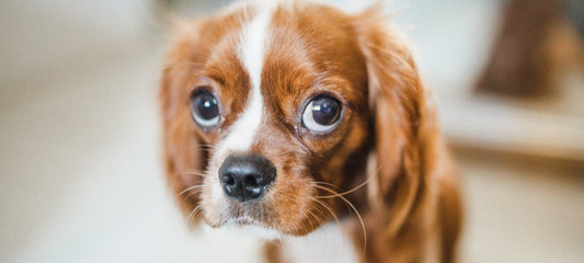 dog-conjunctivitis-home-treatment
