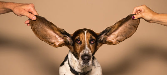 Effective Home Remedies for Dog Ear Itch Relief