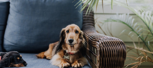 Why Is Your Dog Hiding Behind the Couch and How Can You Help?
