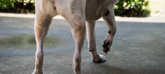 Dog limping front leg