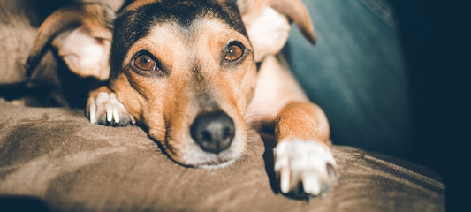 Dog nose peeling