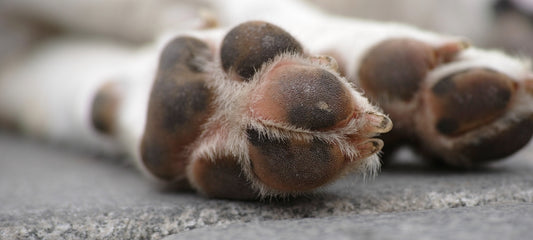 Home Remedies for Redness Between Dog Toes