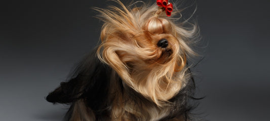 dog shaking head a lot