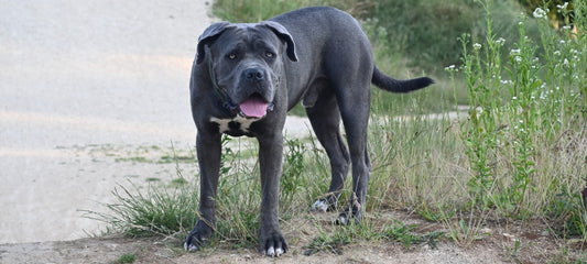 home remedies for stomach blockages in dogs