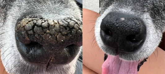 What to Do if Your Dogs Nose is Chapped