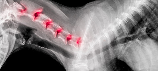 Best CBD Oil For Dogs With Neurological Disorders
