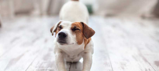 dosage-of-deracoxib-for-dogs-side-effects