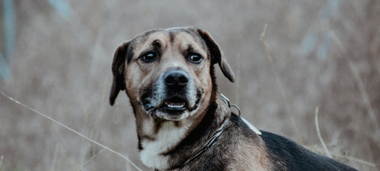 Dosage of Gabapentin in Dogs