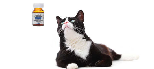 dosage-of-doxycycline-for-cats-side-effects