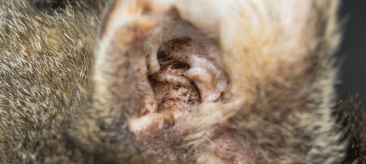 home remedies for ear mites in cats