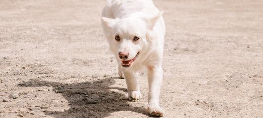 CBD for end stage hip dysplasia in dogs