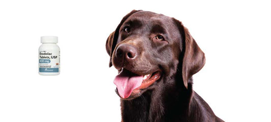 etodolac-for-dogs-dosage-and-side-effects
