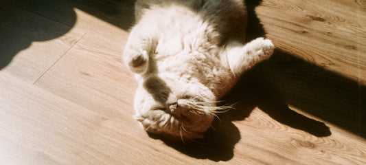 gabapentin cat can't walk