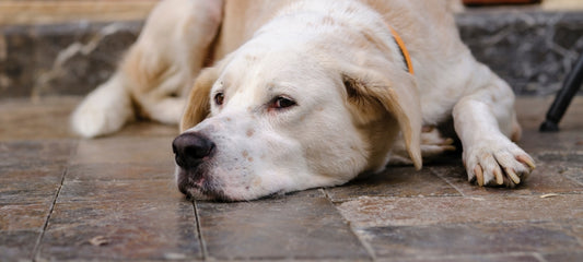 You Gave Your Dog Gabapentin: Now He Can’t Walk