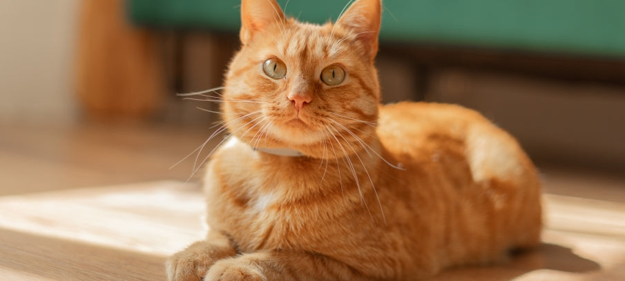Gabapentin for Cats: Side Effects, Uses, and Safety
