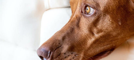 gabapentin-for-anxiety-in-dogs