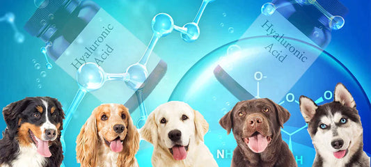 hyaluronic-acid-for-dogs-side-effects-dosage