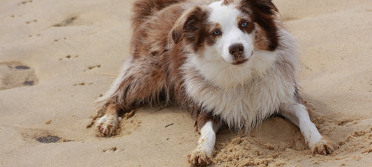 home remedies for congested dog