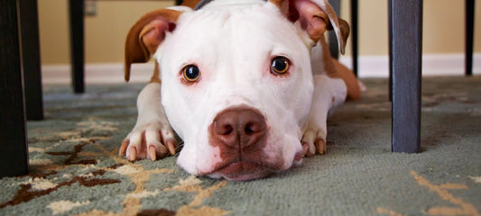 Home remedies for dog scared of thunderstorm