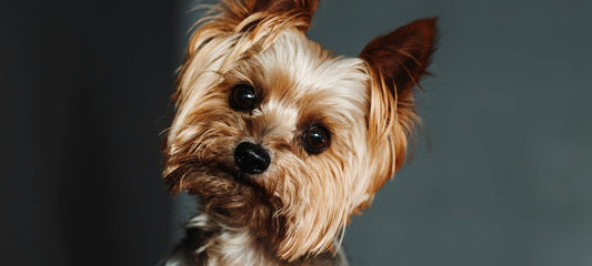 how does cbd make a dog feel