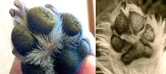 hyperkeratosis-dog-paw-hairy