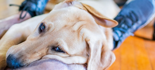 Is Melatonin Bad for Dogs? 3 Things to Consider