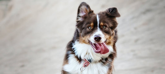 How to Treat a Limping Dog at Home