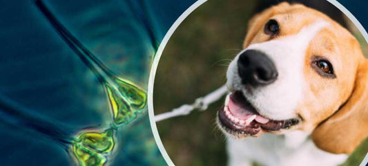 phytoplankton-for-dogs-benefits-dosage-and-side-effects