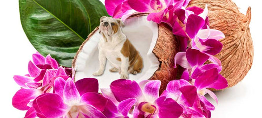 mct-oil-for-dogs-benefits-dosages