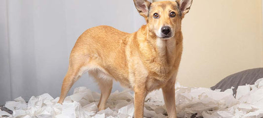 CBD Dog Treats for Hyper Dogs