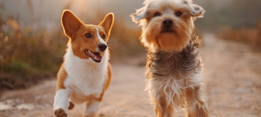 Alternatives to Gabapentin for Dogs