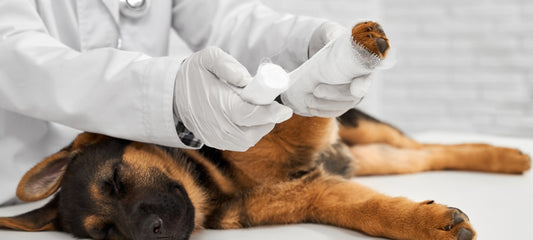 Natural antibiotics for dogs