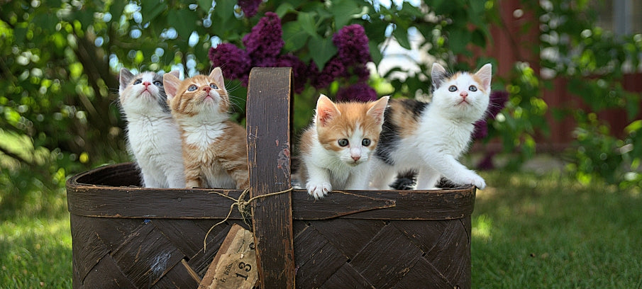 Natural Remedies for Cat Seizures: A Comprehensive Guide