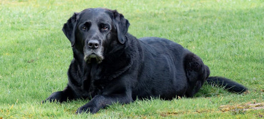 Understanding Why Your Old Dog is Breathing Heavy