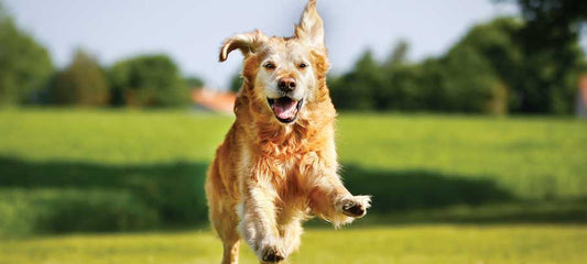 what-is-the-best-cbd-oil-for-dogs-with-arthritis