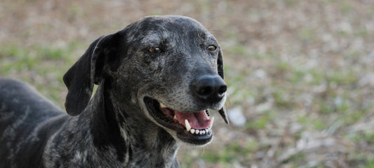 Over the Counter Medicine for Feverish Dogs