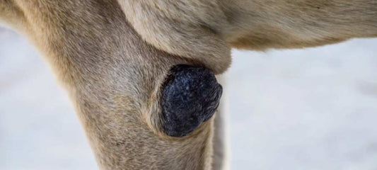 dog elbow callus