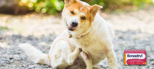 dosage-of-benadryl-for-dogs-side-effects-and-alternatives