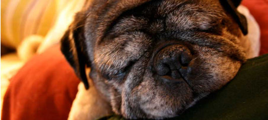 dry-crusty-dog-nose-hyperkeratosis-natural-treatment