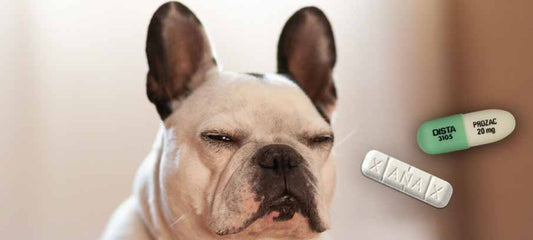 side-effects-of-doggie-downers-natural-alternatives