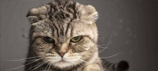 tips-for-cat-aggression